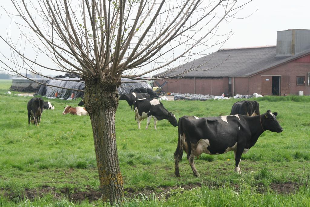 Camping De Grienduil Nieuwland  Bagian luar foto
